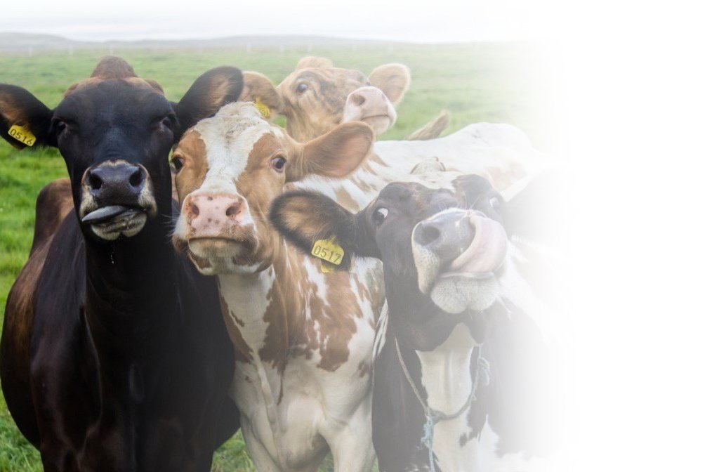 cow